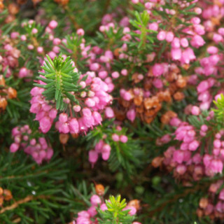 Plantes Vivaces ERICA vagans 'Mrs D.F. Maxwell' - Bruyère de Cornouaille en vente - Pépinière Lepage .