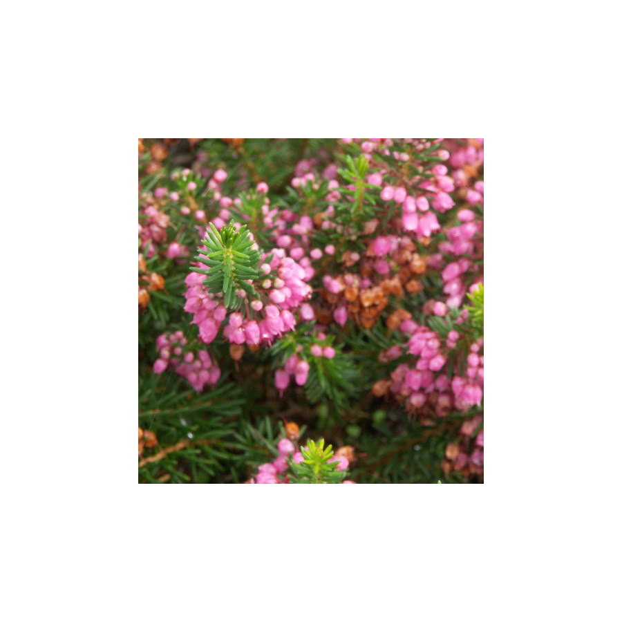 Plantes Vivaces ERICA vagans 'Mrs D.F. Maxwell' - Bruyère de Cornouaille en vente - Pépinière Lepage .