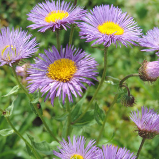 Plantes Vivaces ERIGERON 'Dunkelste Aller' - Vergerette en vente - Pépinière Lepage .