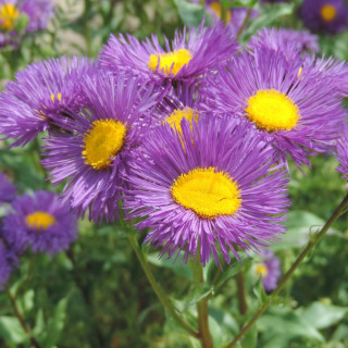Plantes Vivaces ERIGERON 'Nachthimmel' - Vergerette en vente - Pépinière Lepage .