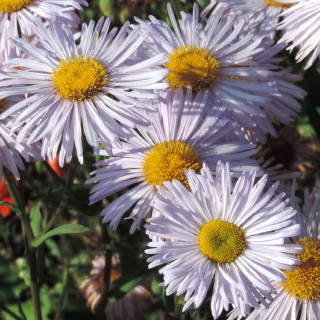 Plantes Vivaces ERIGERON 'Quakeress' - Vergerette en vente - Pépinière Lepage .