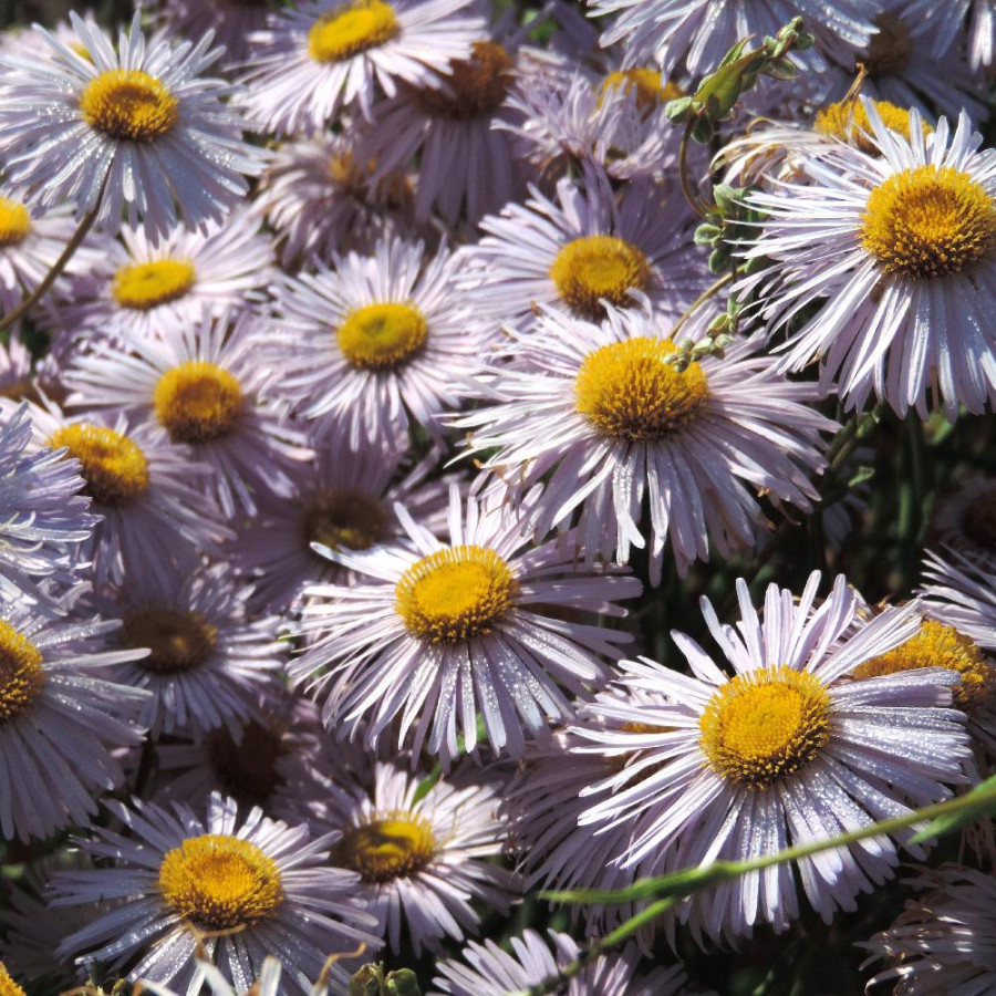 Plantes Vivaces ERIGERON 'Quakeress' - Vergerette en vente - Pépinière Lepage .