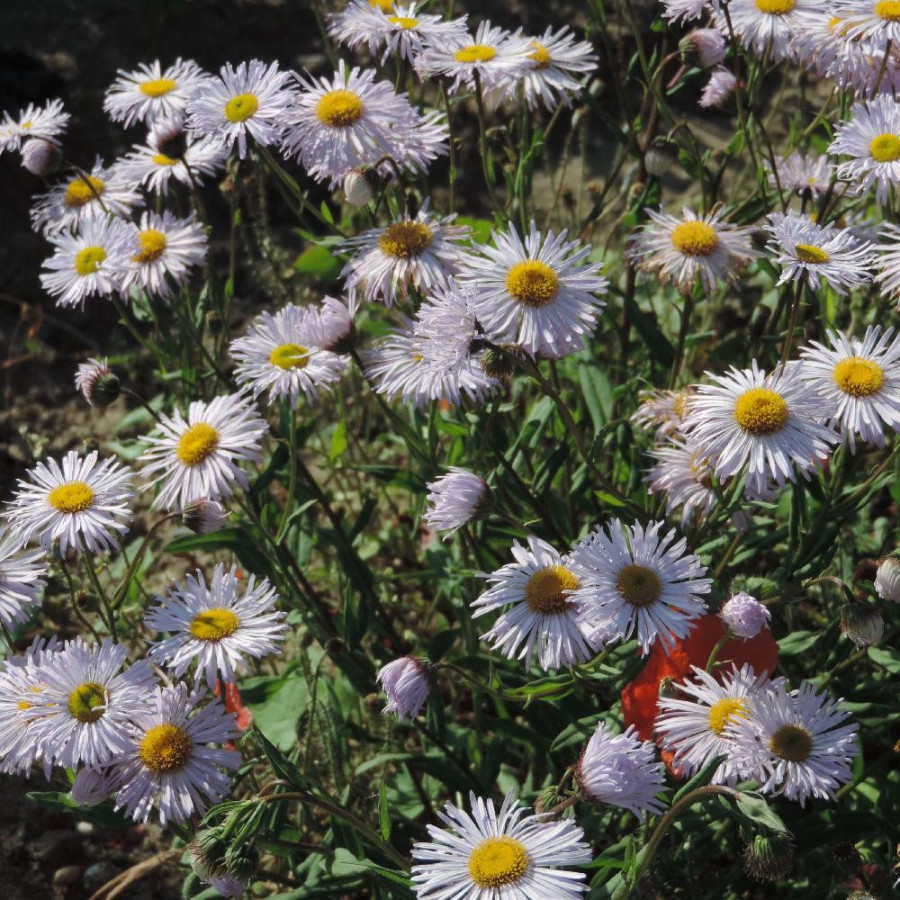 Plantes Vivaces ERIGERON 'Quakeress' - Vergerette en vente - Pépinière Lepage .