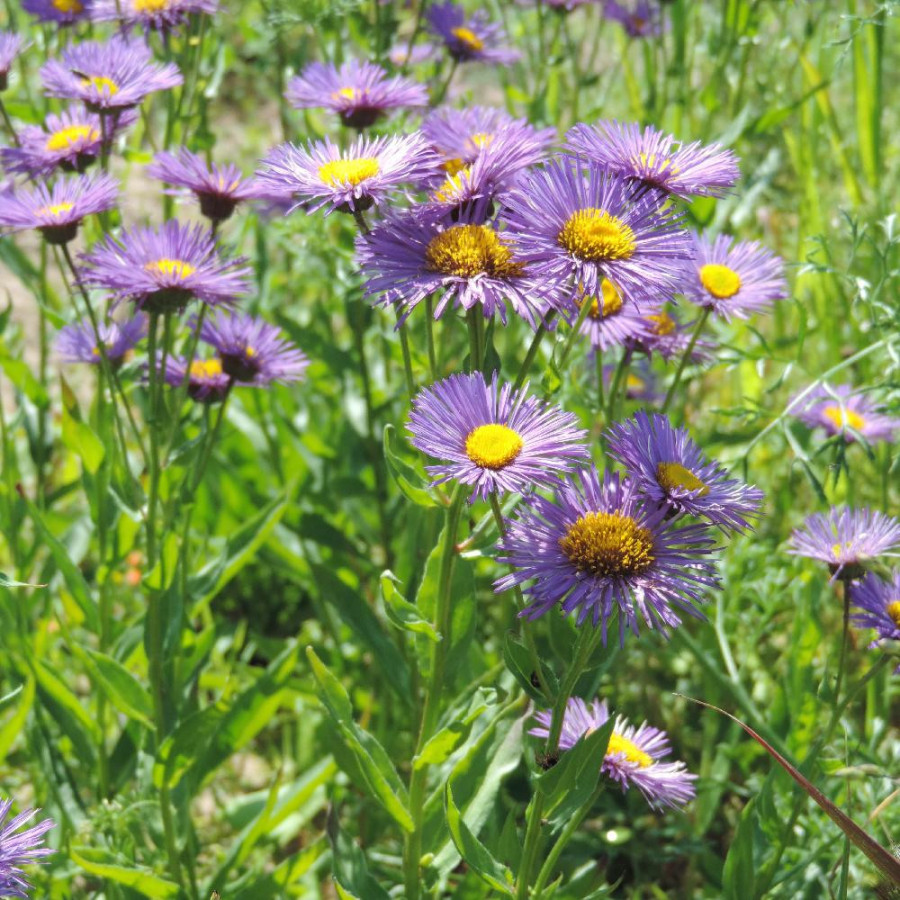 ERIGERON 'Sommerabend'