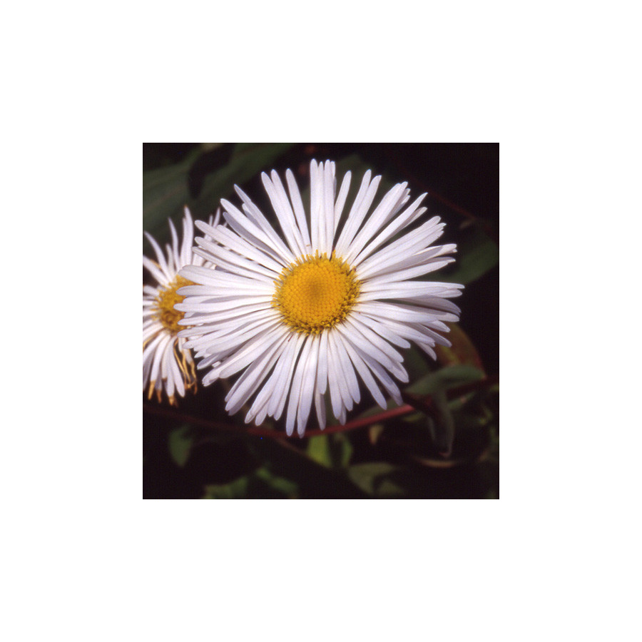 Plantes Vivaces ERIGERON 'Sommerneuschnee' - Vergerette en vente - Pépinière Lepage .