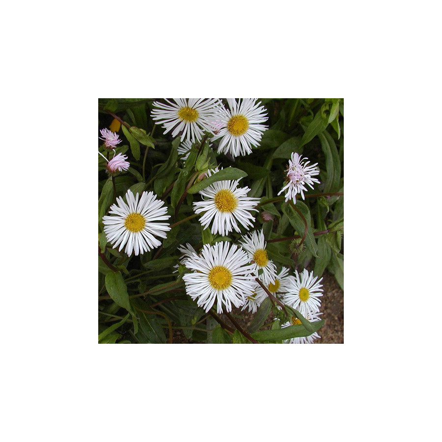 Plantes Vivaces ERIGERON 'Sommerneuschnee' - Vergerette en vente - Pépinière Lepage .