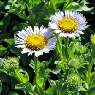 ERIGERON glaucus