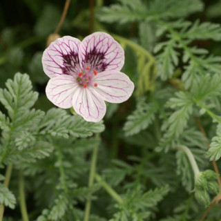 Plantes Vivaces ERODIUM kolbianum 'Natasha' -  Bec de Grue en vente - Bec de Héron en vente - Pépinière Lepage .