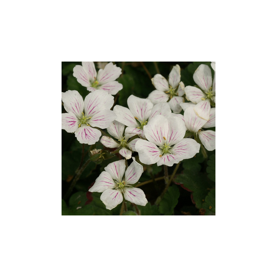 Plantes Vivaces ERODIUM reichardii 'Album' -  Bec de Grue en vente - Bec de Héron en vente - Pépinière Lepage .