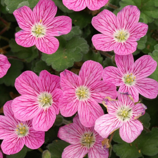 Plantes Vivaces ERODIUM variabile 'Bishop's Form' -  Bec de Grue en vente - Bec de Héron en vente - Pépinière Lepage .