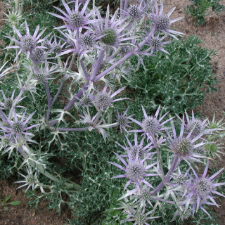 Plantes Vivaces ERYNGIUM bourgatii - Chardon des Pyrénées en vente - Panicaut en vente - Pépinière Lepage .