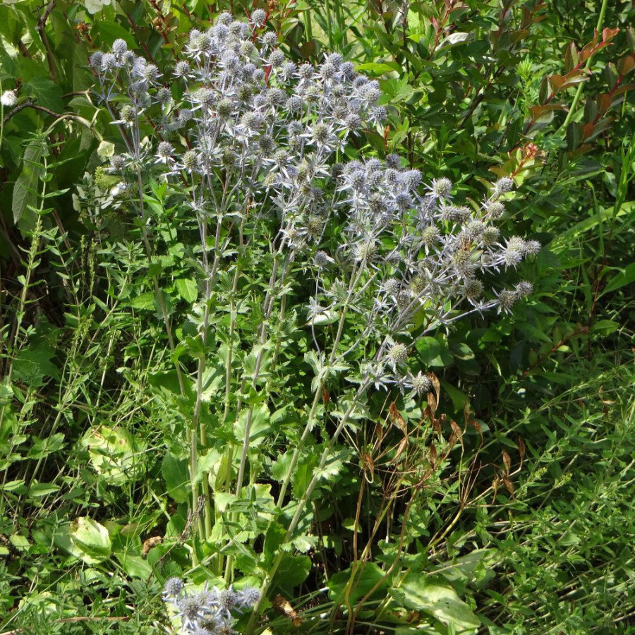 Plantes Vivaces ERYNGIUM planum - Chardon en vente - panicaut en vente - Pépinière Lepage .