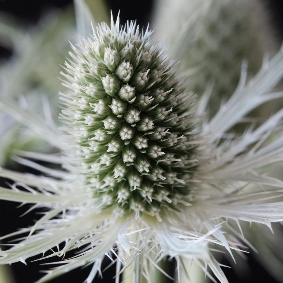 ERYNGIUM planum 'Magical White Lagoon' ®
