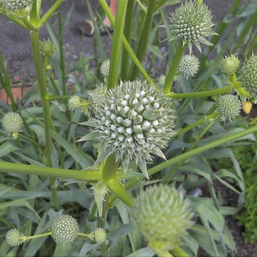 Plantes Vivaces ERYNGIUM yuccifolium - Panicaut en vente - Pépinière Lepage .