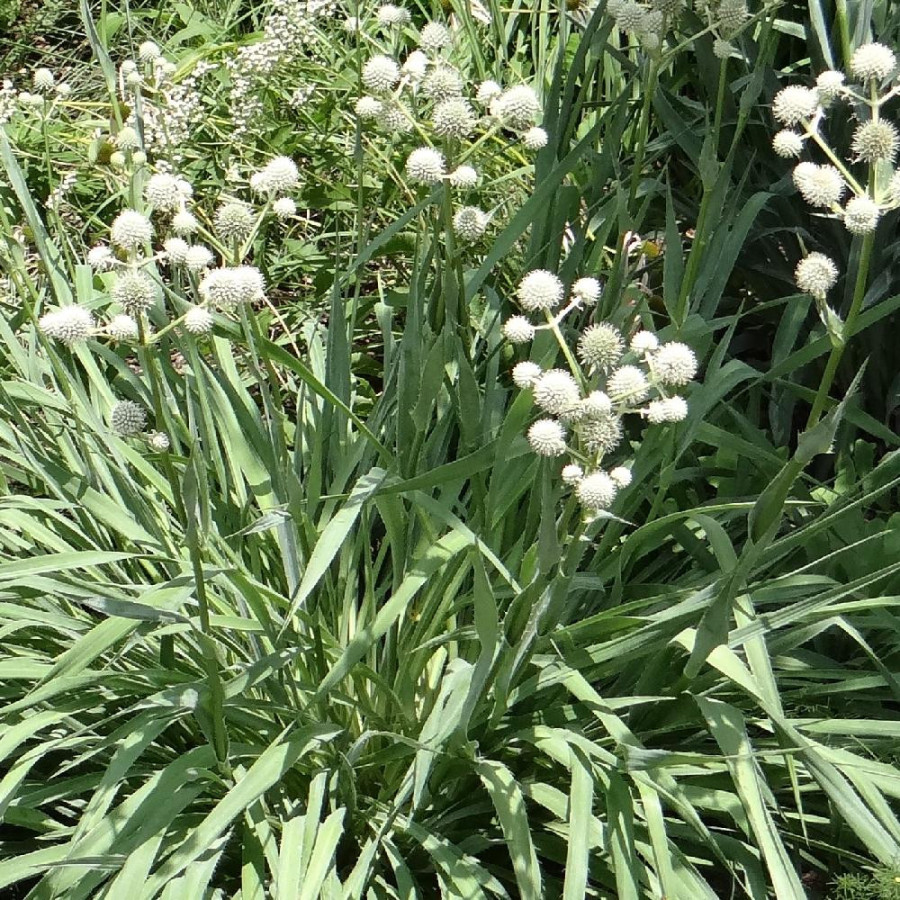 Plantes Vivaces ERYNGIUM yuccifolium - Panicaut en vente - Pépinière Lepage .