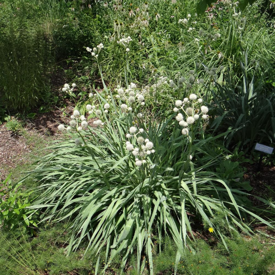 Plantes Vivaces ERYNGIUM yuccifolium - Panicaut en vente - Pépinière Lepage .