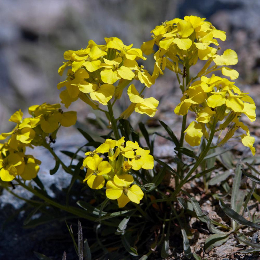Plantes Vivaces ERYSIMUM helveticum (pumilum) - Vélar en vente - Pépinière Lepage .