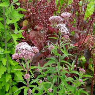Plantes Vivaces EUPATORIUM cannabinum - Eupatoire chanvrine en vente - Pépinière Lepage .