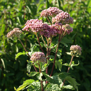 Plantes Vivaces EUPATORIUM cannabinum 'Plenum' - Eupatoire chanvrine en vente - Pépinière Lepage .