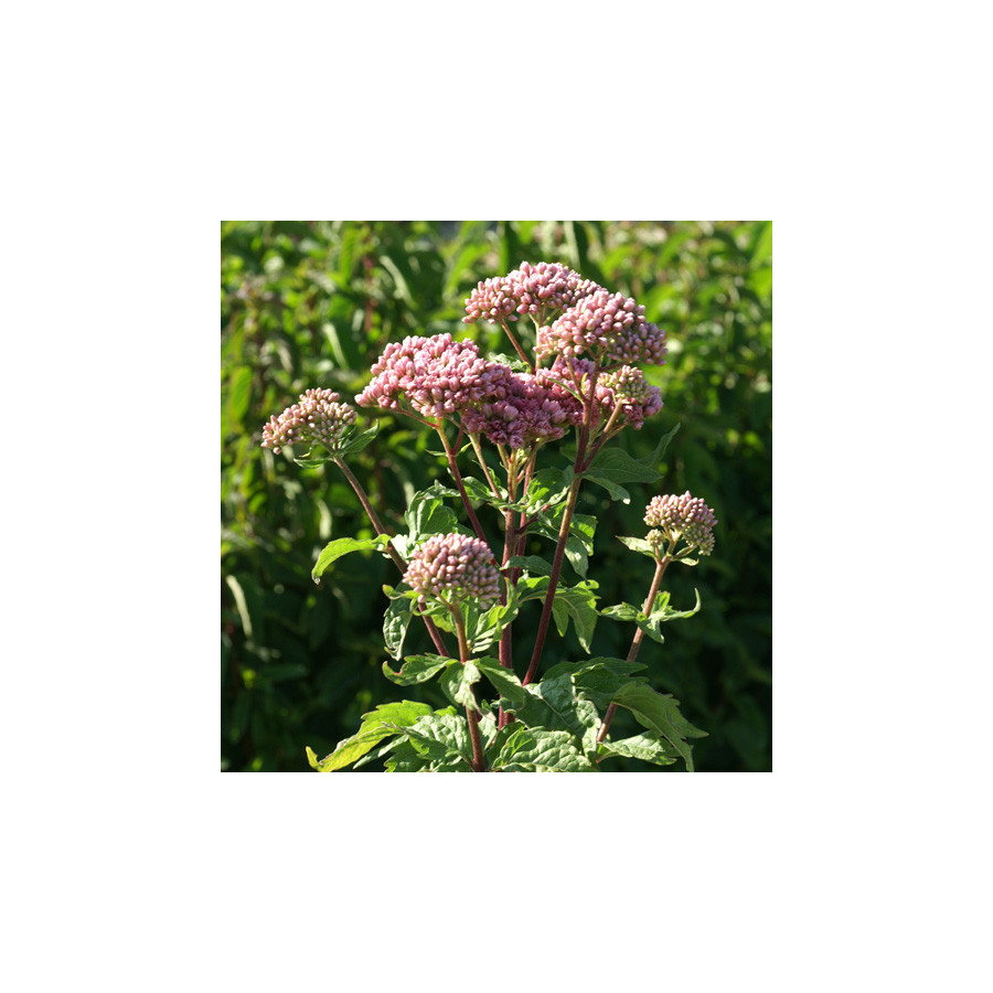 Plantes Vivaces EUPATORIUM cannabinum 'Plenum' - Eupatoire chanvrine en vente - Pépinière Lepage .