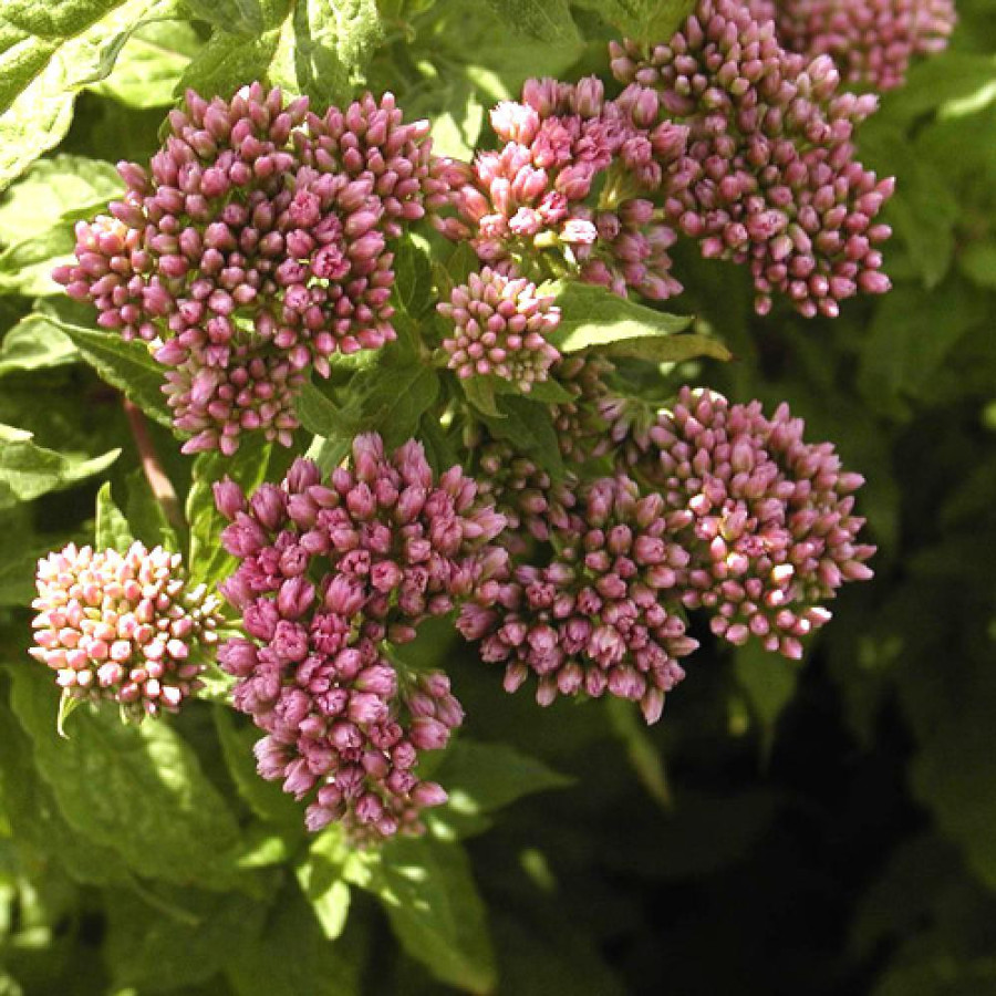 Plantes Vivaces EUPATORIUM cannabinum 'Plenum' - Eupatoire chanvrine en vente - Pépinière Lepage .