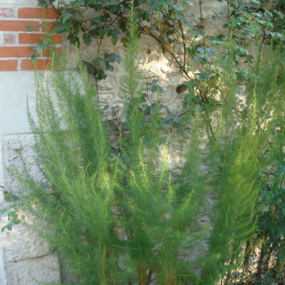 Plantes Vivaces EUPATORIUM capillifolium 'Elegant Plume' - Eupatoire en vente - Pépinière Lepage .