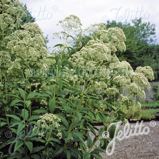 EUPATORIUM fistulosum f. albidum 'Ivory Towers'
