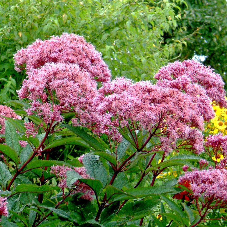Plantes Vivaces EUPATORIUM purpureum - Eupatoire pourpre en vente - Pépinière Lepage .