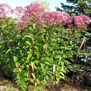 Plantes Vivaces EUPATORIUM purpureum - Eupatoire pourpre en vente - Pépinière Lepage .