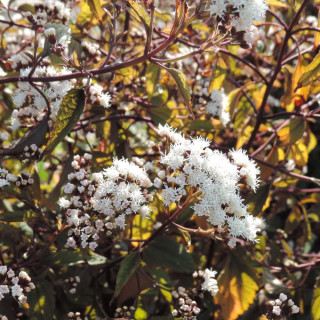 Plantes Vivaces EUPATORIUM rugosum 'Chocolate' - Eupatoire en vente - Pépinière Lepage .