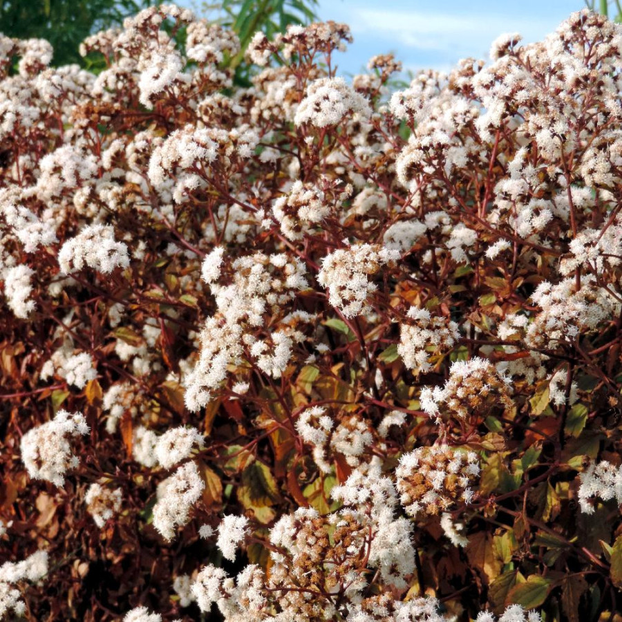Plantes Vivaces EUPATORIUM rugosum 'Chocolate' - Eupatoire en vente - Pépinière Lepage .