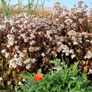 Plantes Vivaces EUPATORIUM rugosum 'Chocolate' - Eupatoire en vente - Pépinière Lepage .