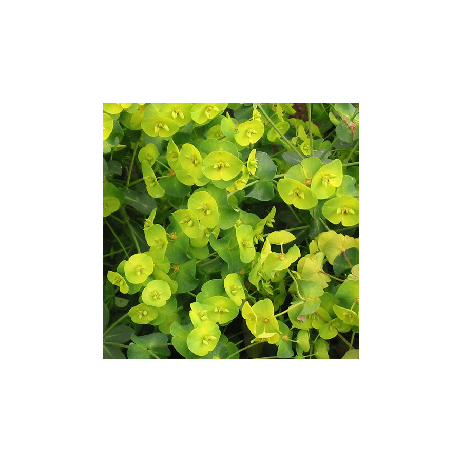 Plantes Vivaces EUPHORBIA amygdaloides 'Purpurea' - Euphorbe des bois en vente - Pépinière Lepage .