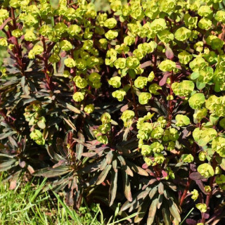 Plantes Vivaces EUPHORBIA amygdaloides 'Purpurea' - Euphorbe des bois en vente - Pépinière Lepage .