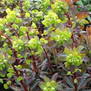 Plantes Vivaces EUPHORBIA amygdaloides 'Ruby Glow' - Euphorbe des bois en vente - Pépinière Lepage .