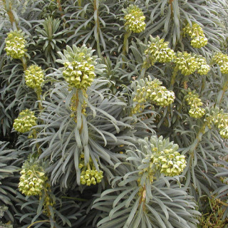 Plantes Vivaces EUPHORBIA characias - Euphorbe en vente - Pépinière Lepage .