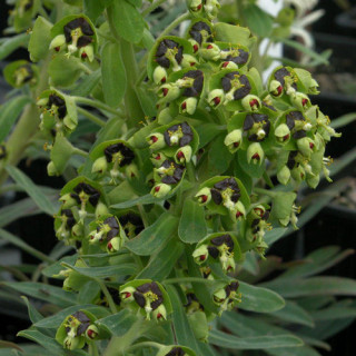 EUPHORBIA characias 'Black Pearl'