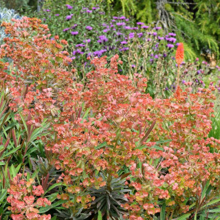 EUPHORBIA characias 'Galaxy Glow' ®