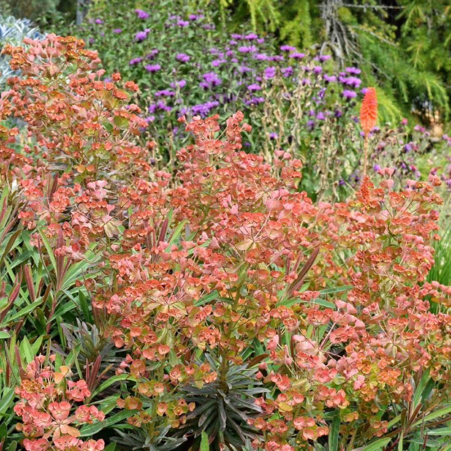 EUPHORBIA characias 'Galaxy Glow' ®
