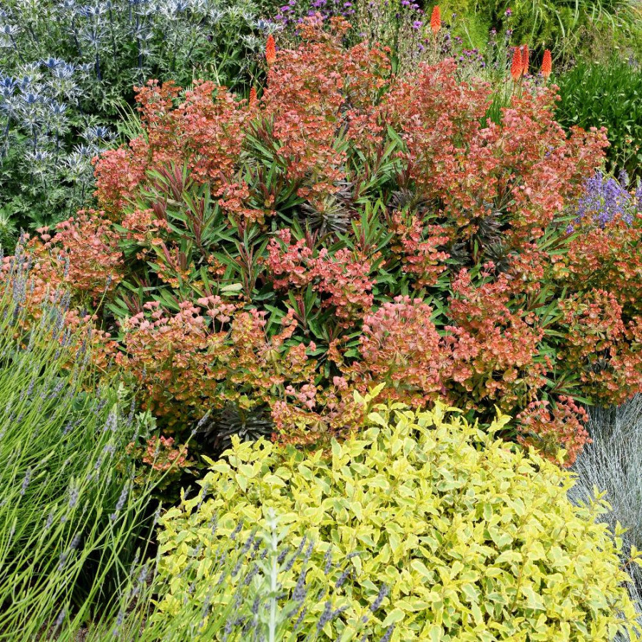 EUPHORBIA characias 'Galaxy Glow' ®