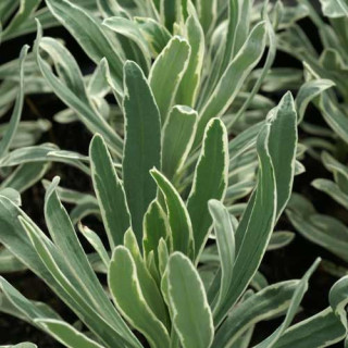 EUPHORBIA characias 'Glacier Blue' ®