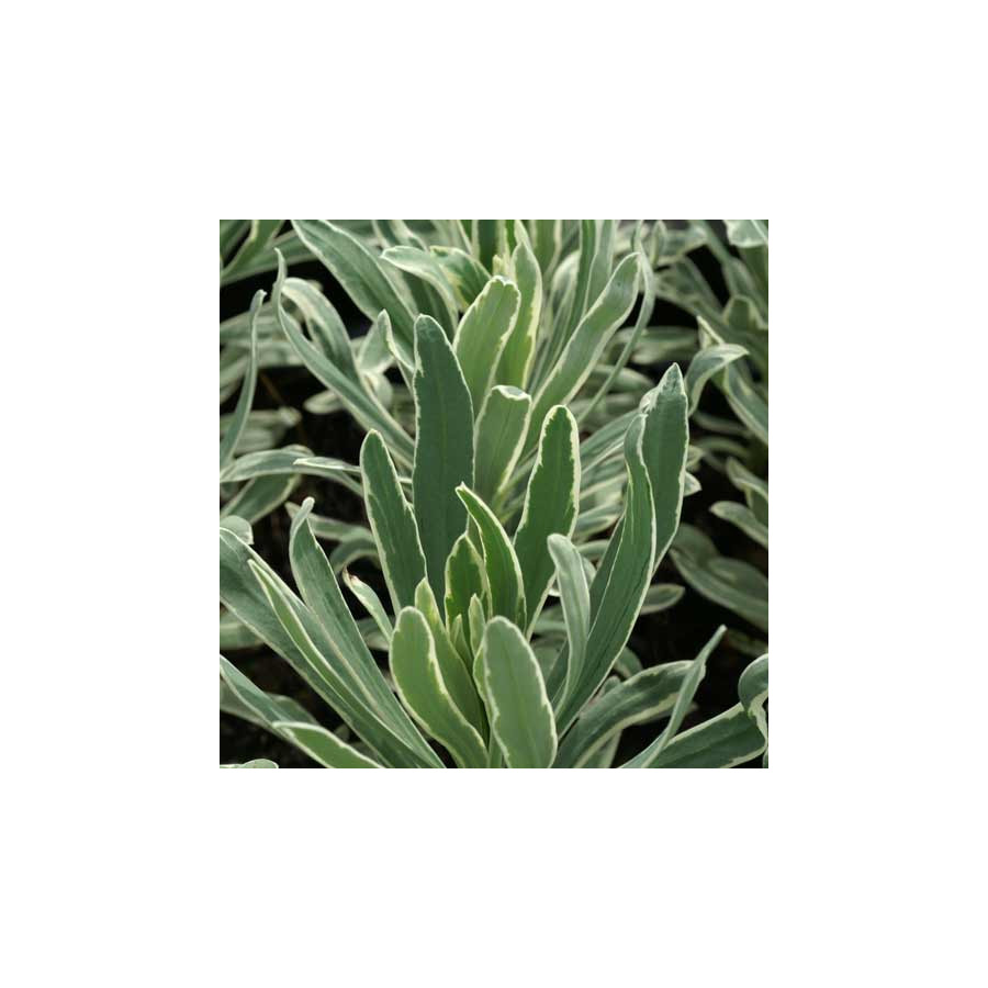 Plantes Vivaces EUPHORBIA characias 'Glacier Blue' ® - Euphorbe en vente - Pépinière Lepage .