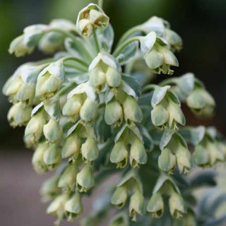 Plantes Vivaces EUPHORBIA characias 'Glacier Blue' ® - Euphorbe en vente - Pépinière Lepage .