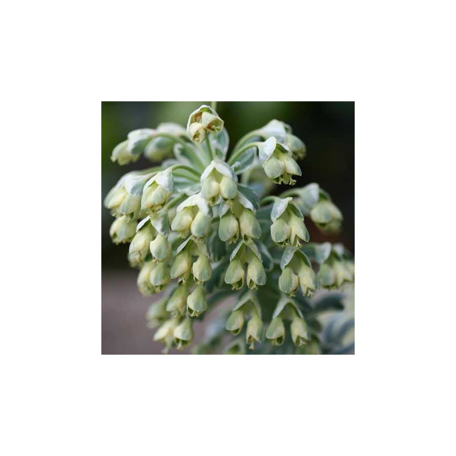 Plantes Vivaces EUPHORBIA characias 'Glacier Blue' ® - Euphorbe en vente - Pépinière Lepage .