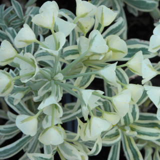Plantes Vivaces EUPHORBIA characias 'Tasmanian Tiger' - Euphorbe en vente - Pépinière Lepage .