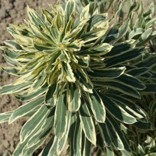 Plantes Vivaces EUPHORBIA characias 'Tasmanian Tiger' - Euphorbe en vente - Pépinière Lepage .