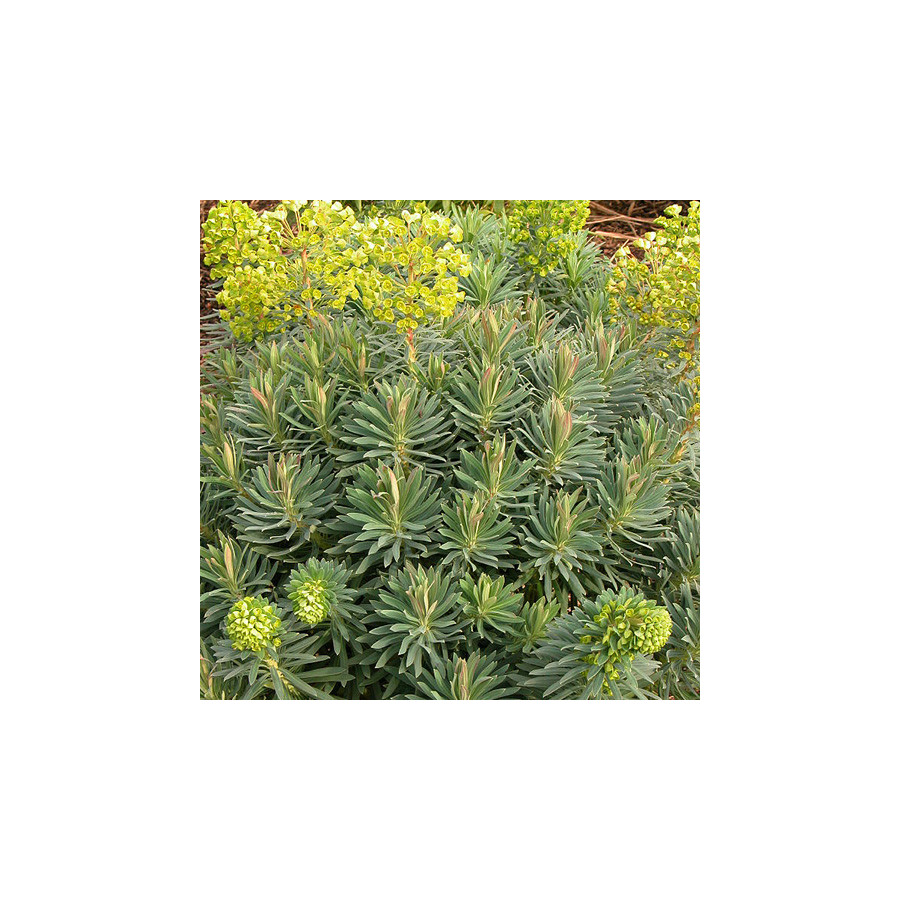 Plantes Vivaces EUPHORBIA characias ssp. wulfenii - Euphorbe en vente - Pépinière Lepage .