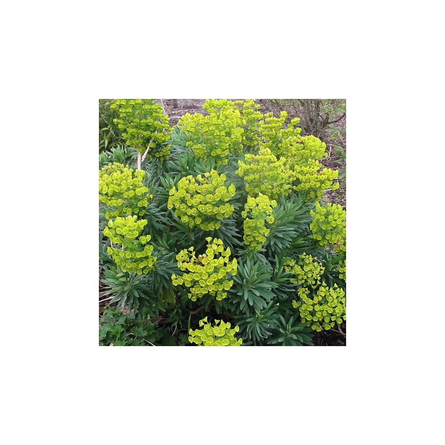 Plantes Vivaces EUPHORBIA characias ssp. wulfenii - Euphorbe en vente - Pépinière Lepage .