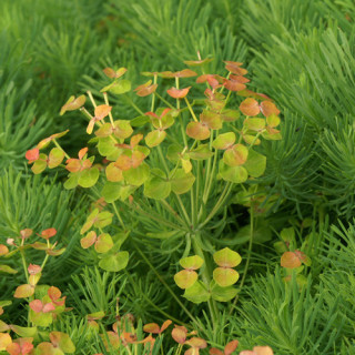 Plantes Vivaces EUPHORBIA cyparissias - Euphorbe faux cyprès en vente - Pépinière Lepage .