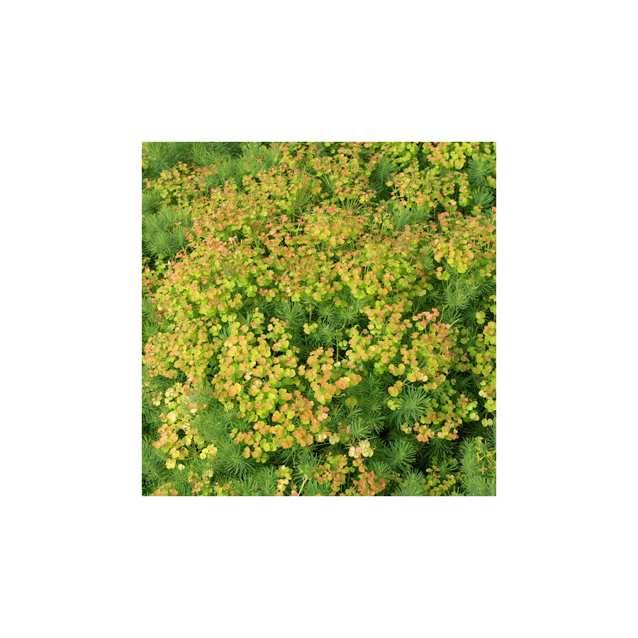 Plantes Vivaces EUPHORBIA cyparissias - Euphorbe faux cyprès en vente - Pépinière Lepage .